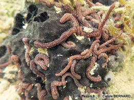 Synaptula_media-cabo050