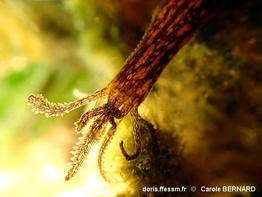 Synaptula_media-cabo090