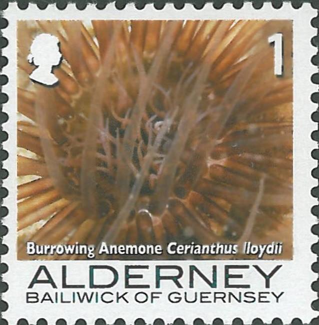 synarachnactis-lloydii-rda-img_287