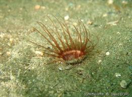 synarachnactis_lloydii-dabo-img_11