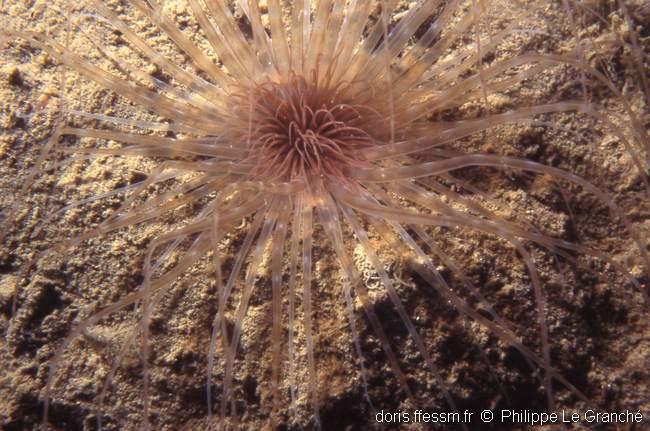 synarachnactis_lloydii-plg-1593