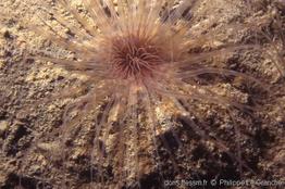 synarachnactis_lloydii-plg-1593