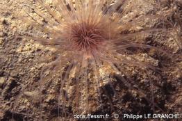 synarachnactis_lloydii-plg-1593