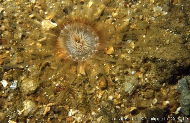 synarachnactis_lloydii-plg-2865.