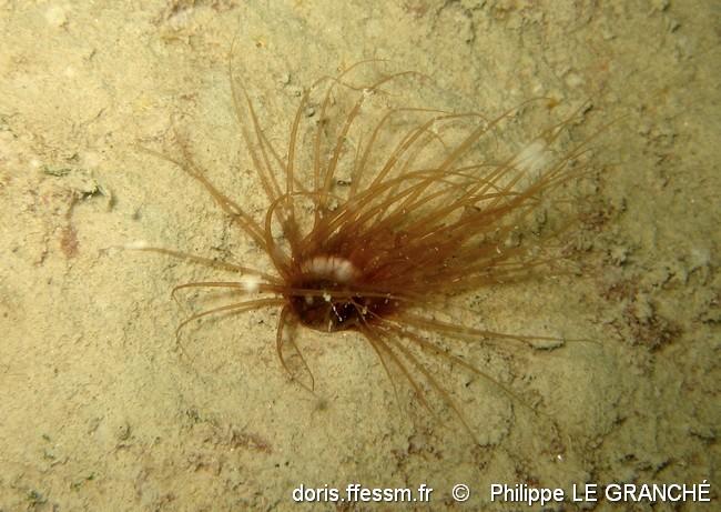 synarachnactis_lloydii-plg-img_775