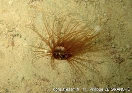 synarachnactis_lloydii-plg-img_775