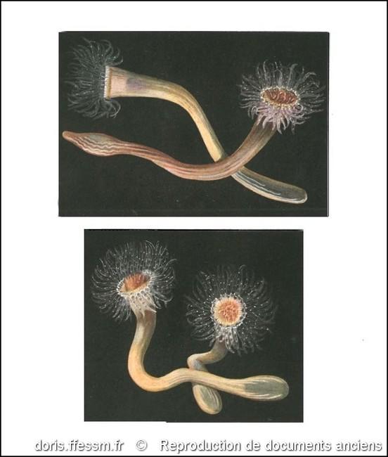 synarachnactis_lloydii-rda-img_152