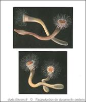 synarachnactis_lloydii-rda-img_152