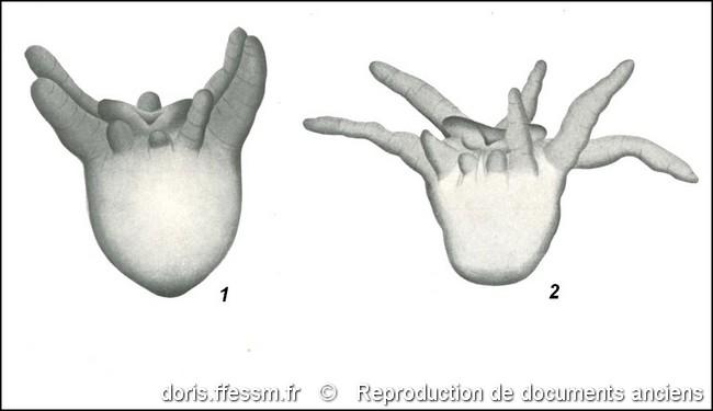 synarachnactis_lloydii-rda-img_304