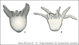 synarachnactis_lloydii-rda-img_304