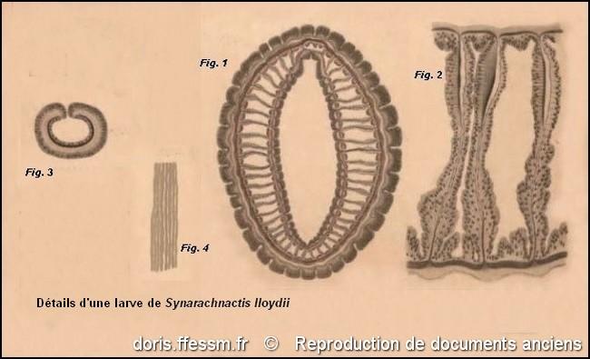 synarachnactis_lloydii-rda-img_607