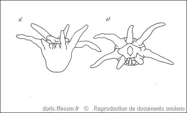 synarachnactis_lloydii-rda-img_814