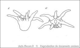 synarachnactis_lloydii-rda-img_814