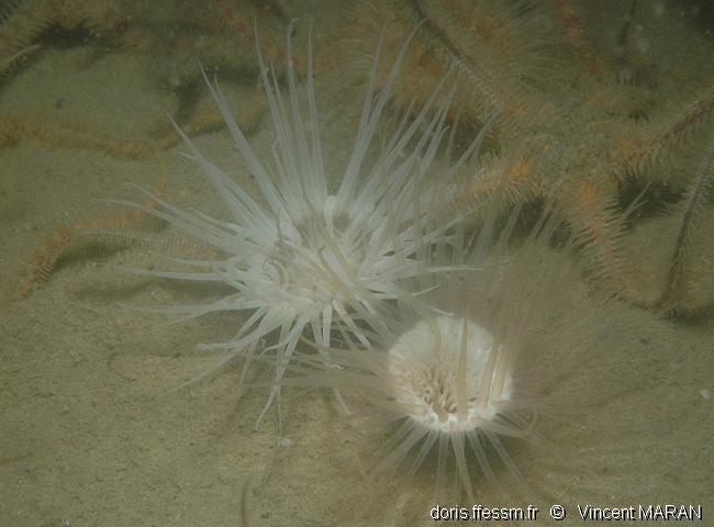 synarachnatis_lloydii-vima-img_01