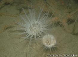 synarachnatis_lloydii-vima-img_01