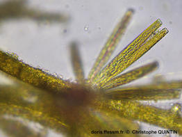 Synedra_sp_qc_01