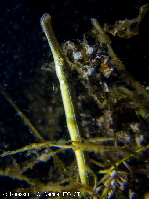 Syngnathus_typhle_typhle-saje01