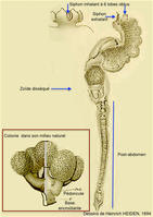 synoicum_blochmanni-heiden1894