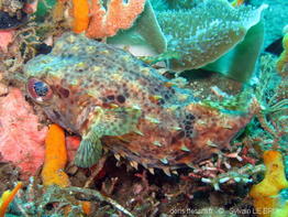 cyclichthys_orbicularis-slb3
