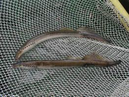 Lampetra-fluviatilis-JLF-ONEMA