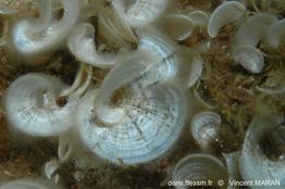 padina_pavonica-vmr-01
