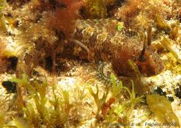 parablennius_tentacularis-fa12