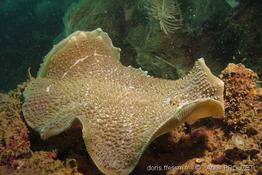amplexidiscus_fenetrasfer_ap4