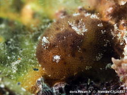 Taringa_telopoa-meca01