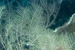 taxella_gracilicaulis-vl1