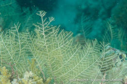 taxella_gracilicaulis-vl2