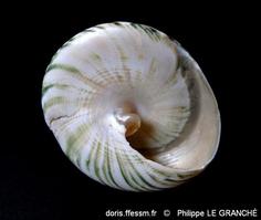 tectus_pyramis-plg-img_3829