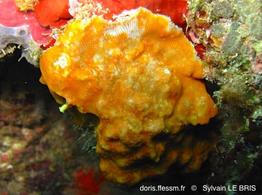 stephanotheca_monoecensis-slb5850