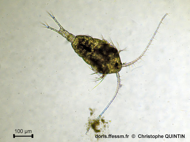 Temora_longicornis_cq_01