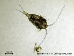 Temora_longicornis_cq_01