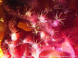 Tempuractis-cf-rinkai-rofe10190