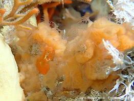 Tempuractis_cf_rinkai-fran47