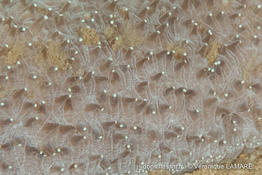 polyphyllia_talpina-vl3