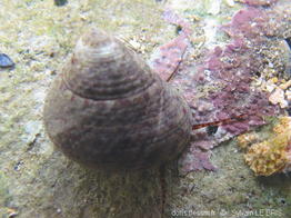 phorcus_tuberculatus-slb4