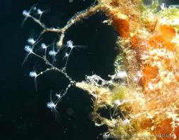 pennaria_disticha_vm2