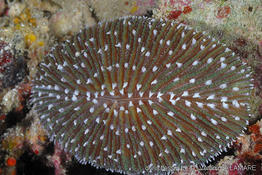 ctenactis_albitentaculata-vl1
