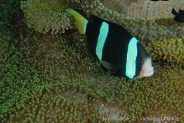 stichodactyla_mertensii-vl3
