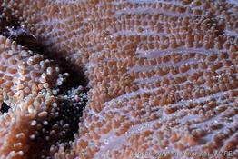 stichodactyla_haddoni-vl4