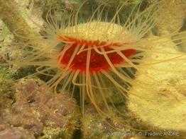 ctenoides_scabra_fa1