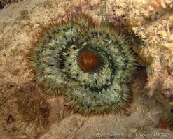 phymanthus_crucifer_fa2