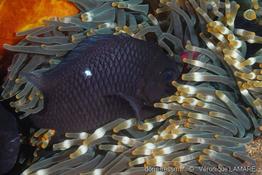 entacmaea_quadricolor-vl4