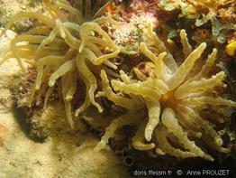 condylactis_gigantea_ap1