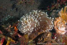 euphyllia_glabrescens_vl1