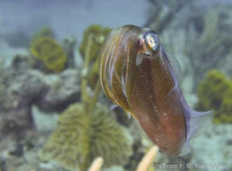 sepioteuthis_sepioidea_ag4