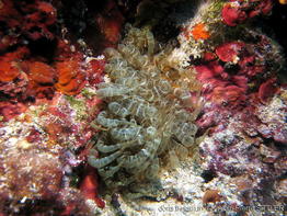 aiptasia_mutabilis-aps204