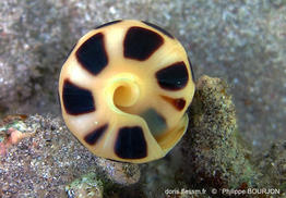 Terebra_consobrina-phbo7835